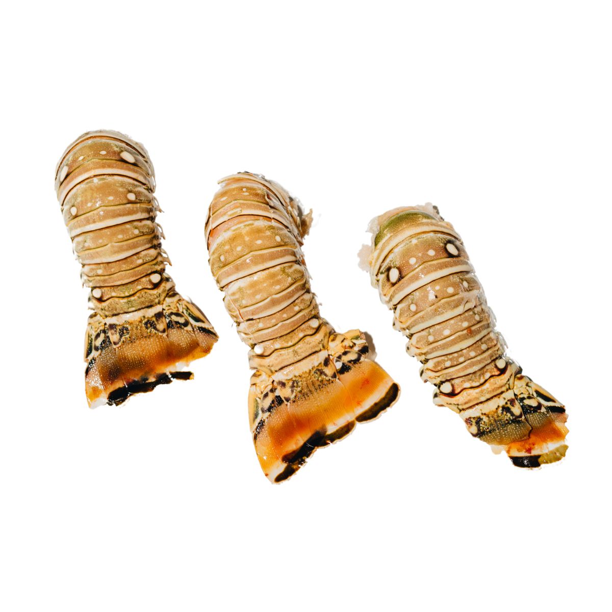 Mayoreo - Cola de Langosta Importada