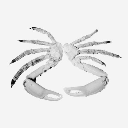 AGOTADO Mayoreo - King Crab Grande (Centolla) Importada