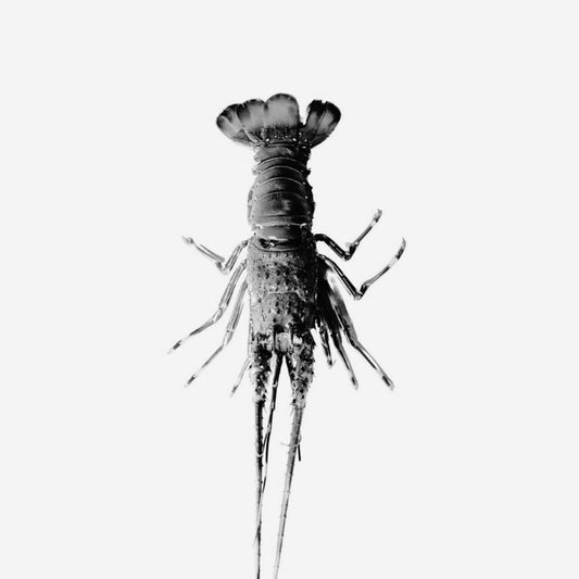 AGOTADO - Langosta entera - 4 x lb