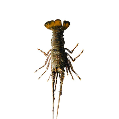 AGOTADO - Langosta entera - 4 x lb