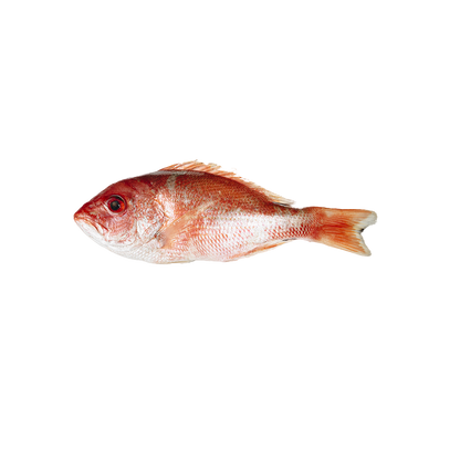Boca Colorada (entero limpio)